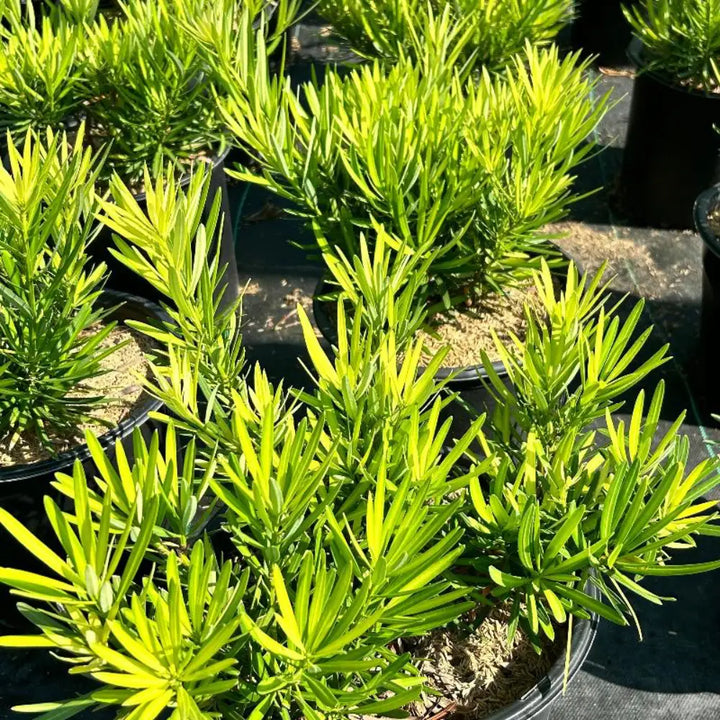 Lemon Sparkler Podocarpus with bright yellow new growth