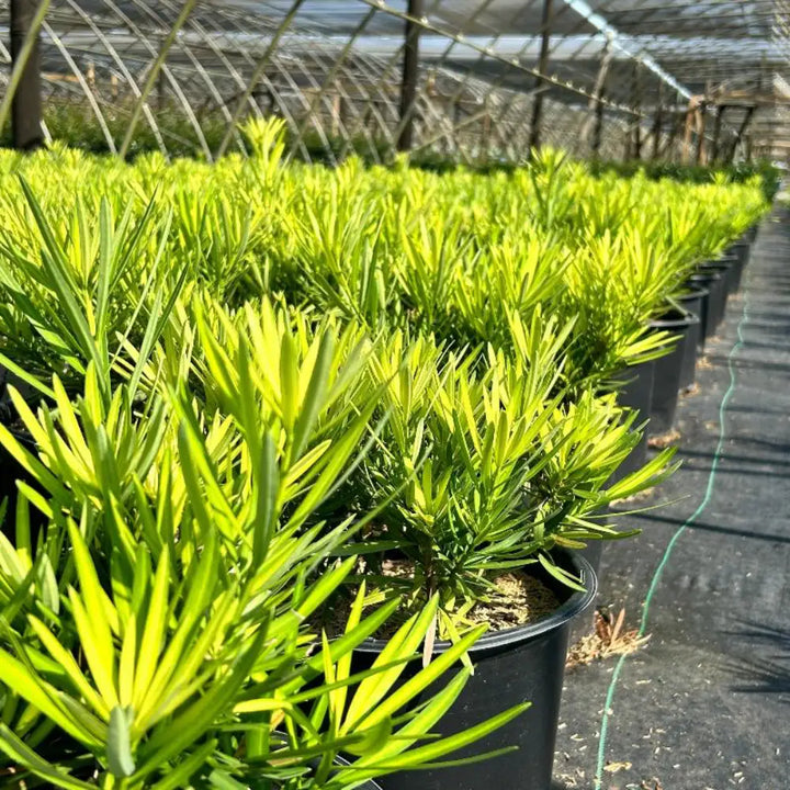 Lemon Sparkler Podocarpus with bright yellow new growth