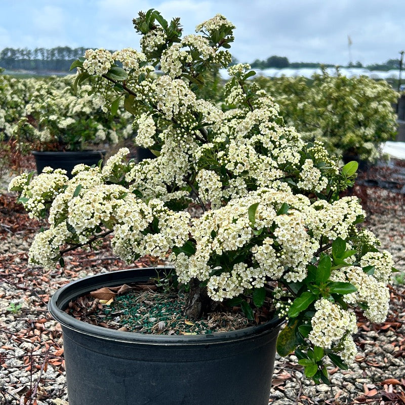 Mohave Firethorn with white flowers and fire red berries