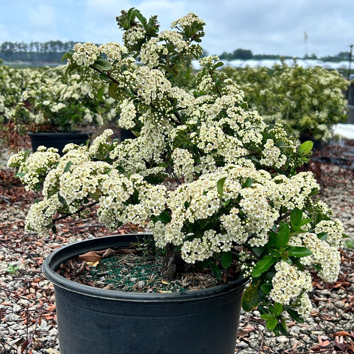 Pyracantha Mohave