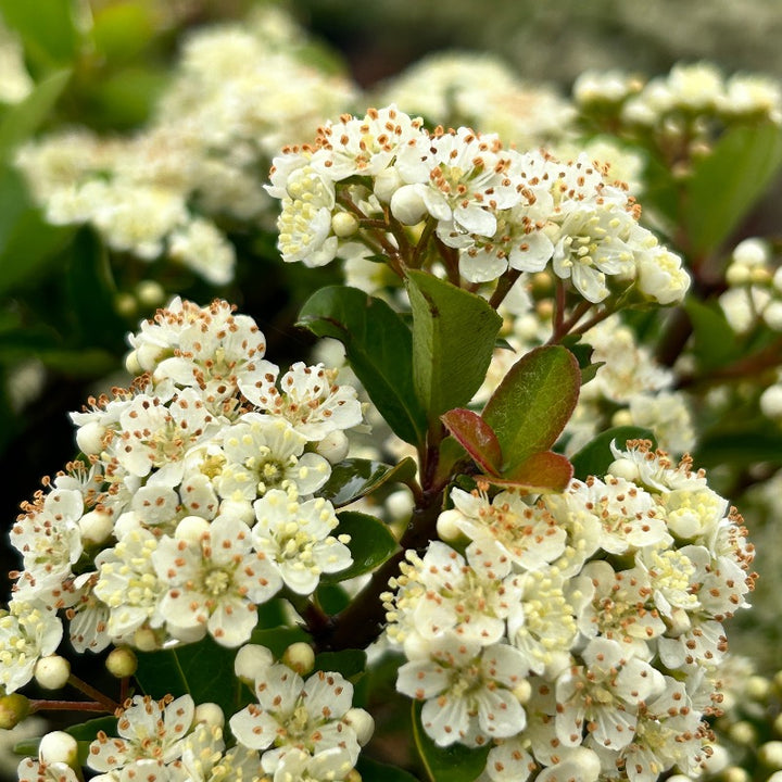Pyracantha Mohave
