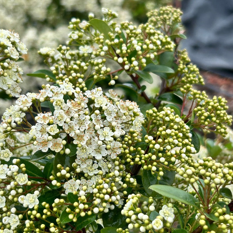 Mohave Firethorn with white flowers and fire red berries