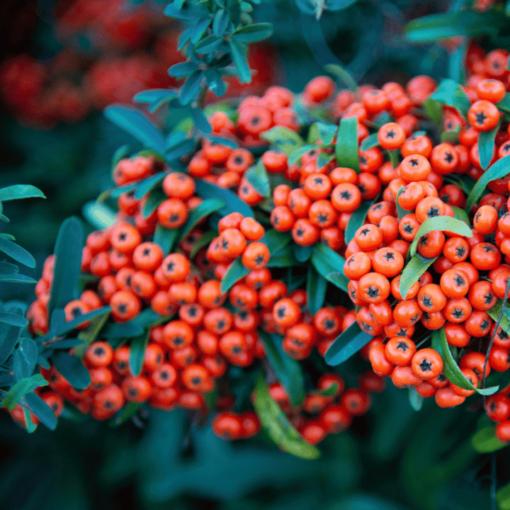 Mohave Firethorn with white flowers and fire red berries