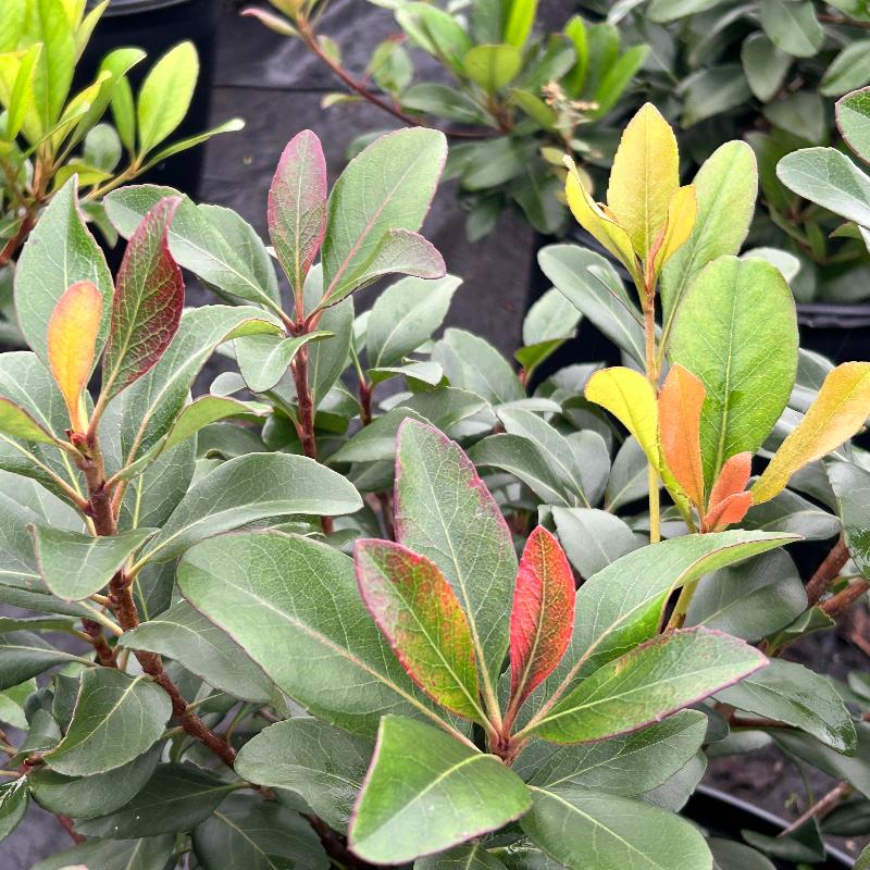 Snow White Indian Hawthorn with white flowers and bronze green foliage