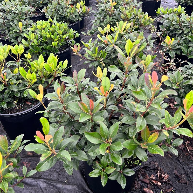 Snow White Indian Hawthorn with white flowers and bronze green foliage