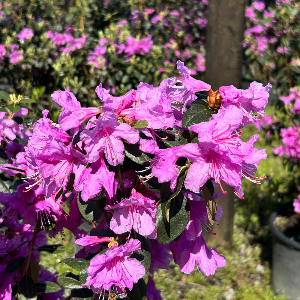 plant rhododendron shrubs Rhododendron Abby's Re-View®