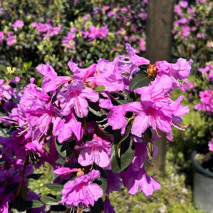 Rhododendron Abby's Re-View®