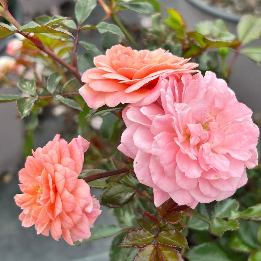 Apricot Drift Rose with double apricot pink flowers