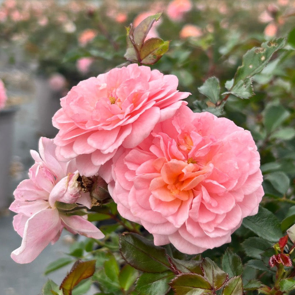 Apricot Drift Rose with double apricot pink flowers