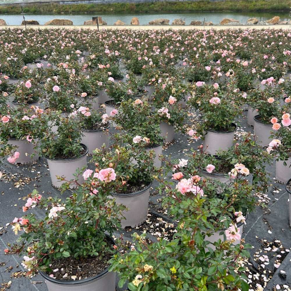 Apricot Drift Rose with double apricot pink flowers