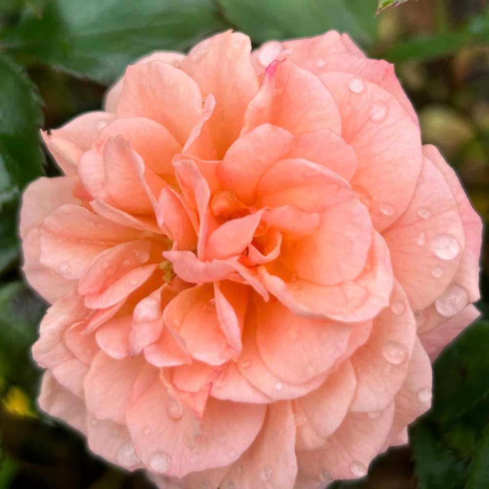 Apricot Drift Rose with double apricot pink flowers