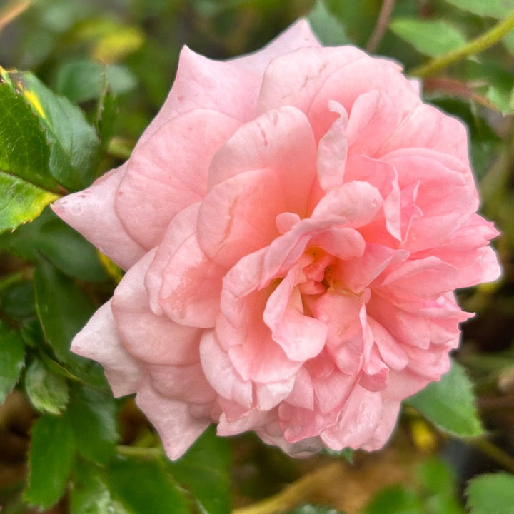 Apricot Drift Rose with double apricot pink flowers