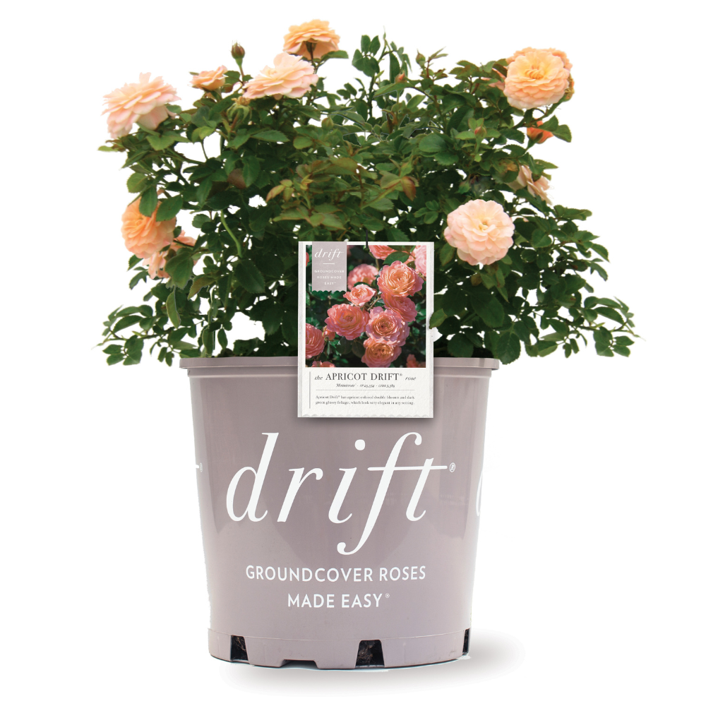 Apricot Drift Rose with double apricot pink flowers