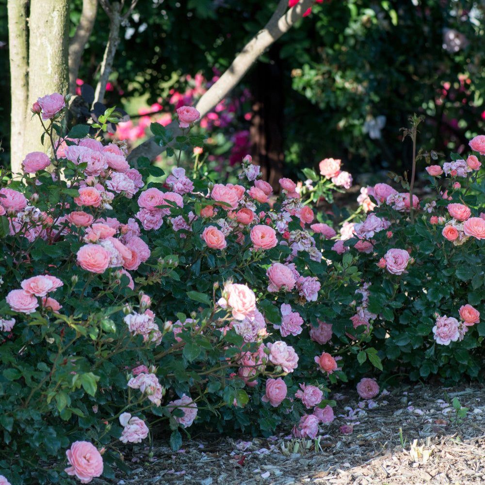Apricot Drift Rose with double apricot pink flowers