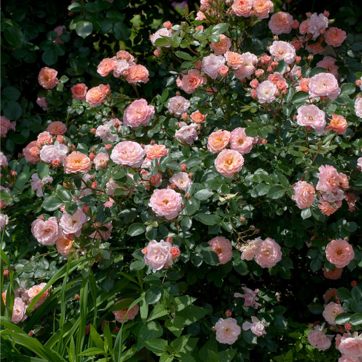 Apricot Drift Rose with double apricot pink flowers