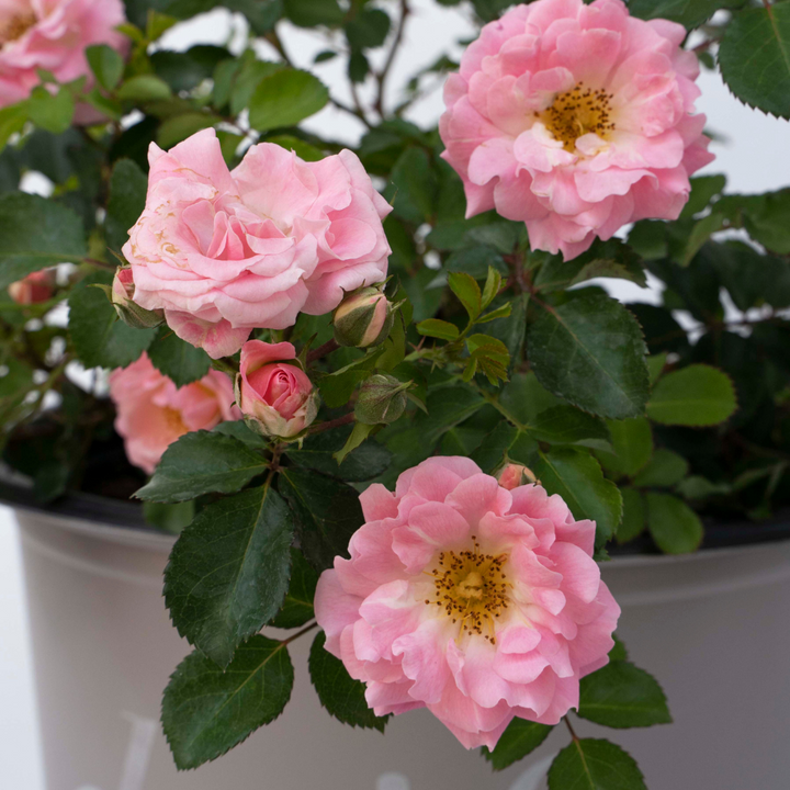 Blushing Drift Rose with dense soft pink double flowers