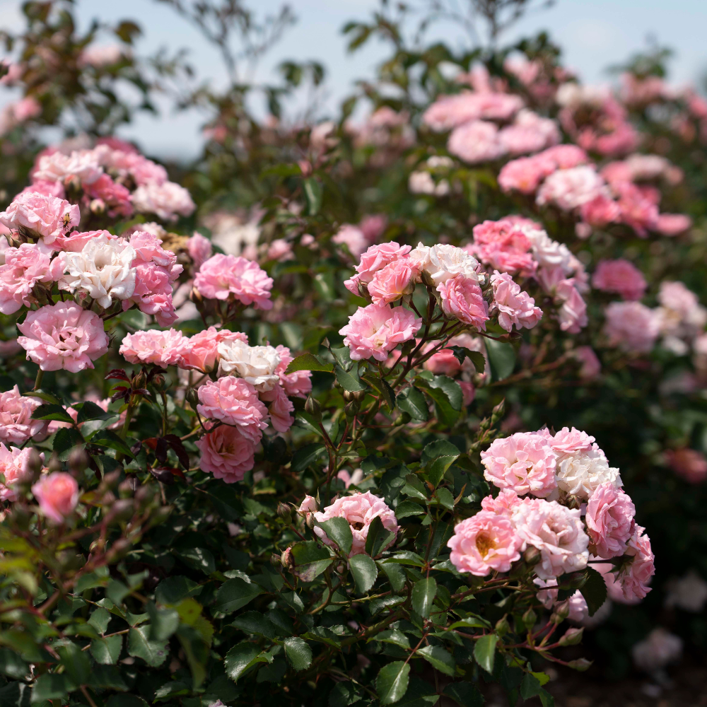Blushing Drift Rose with dense soft pink double flowers