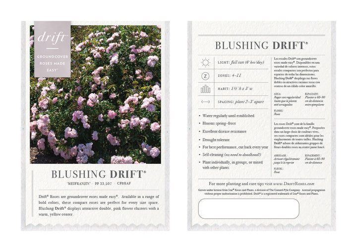 Blushing Drift Rose with dense soft pink double flowers