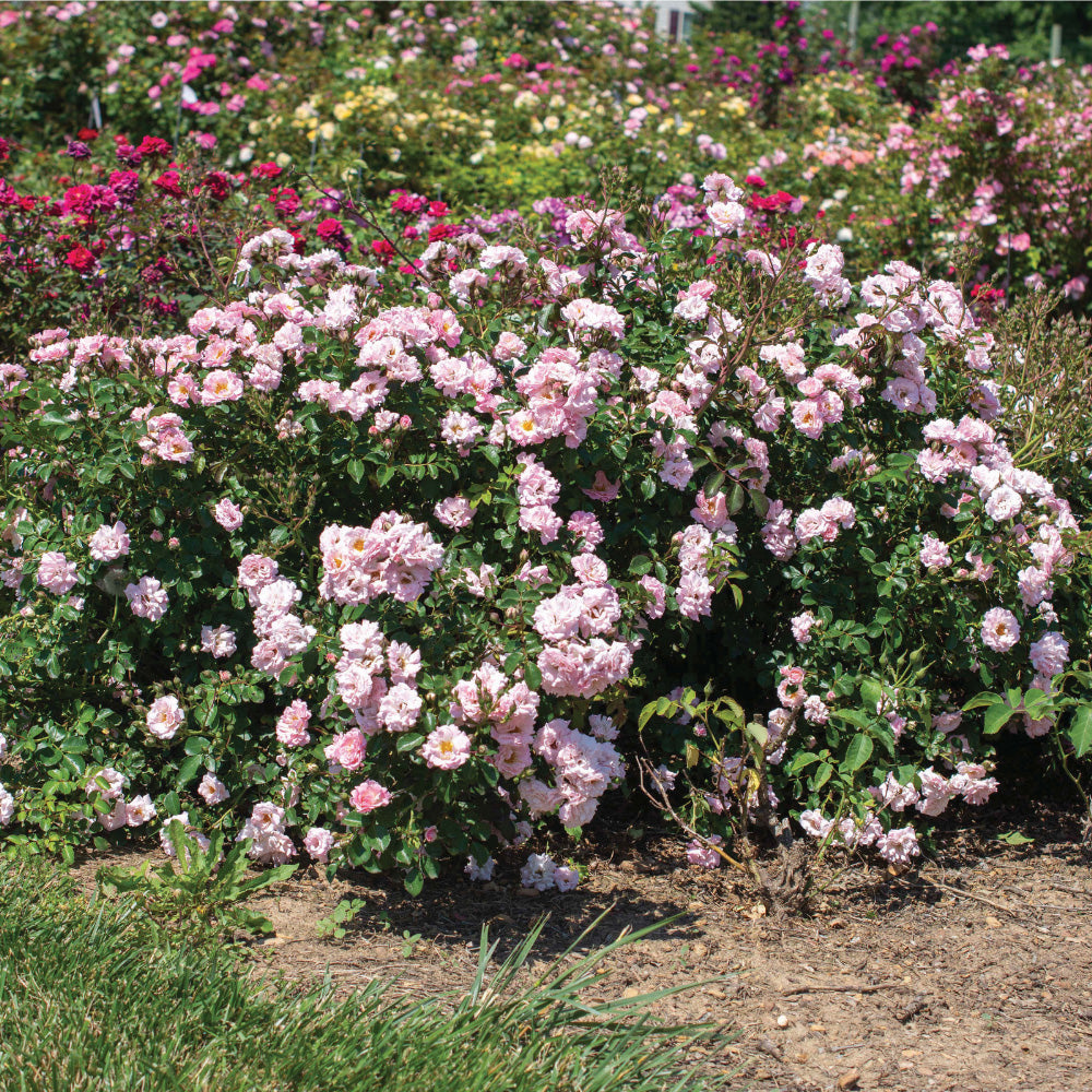 Blushing Drift Rose with dense soft pink double flowers