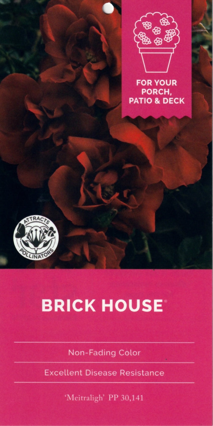 Brick House Rose with abundant dark red flowers