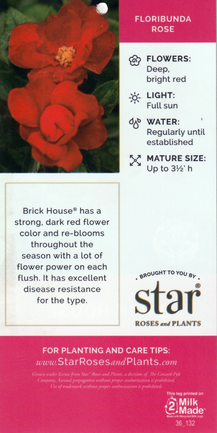 Brick House Rose with abundant dark red flowers