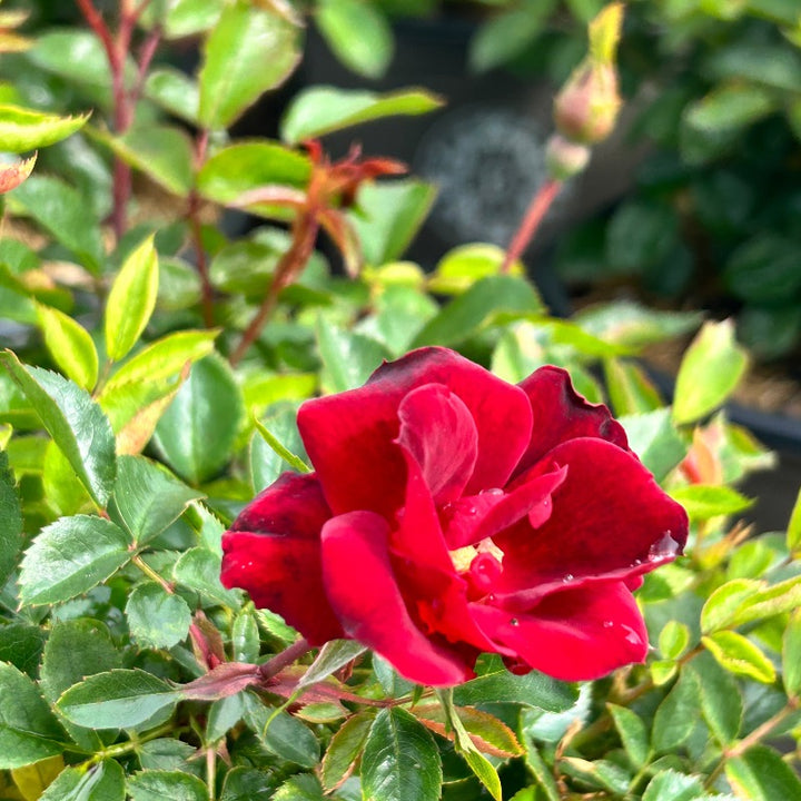 Brick House Rose with abundant dark red flowers