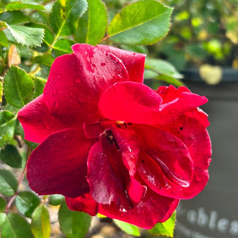 Brick House Rose with abundant dark red flowers