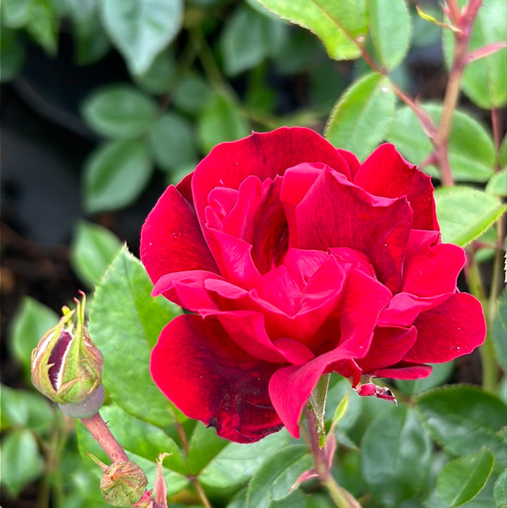 Brick House Rose with abundant dark red flowers