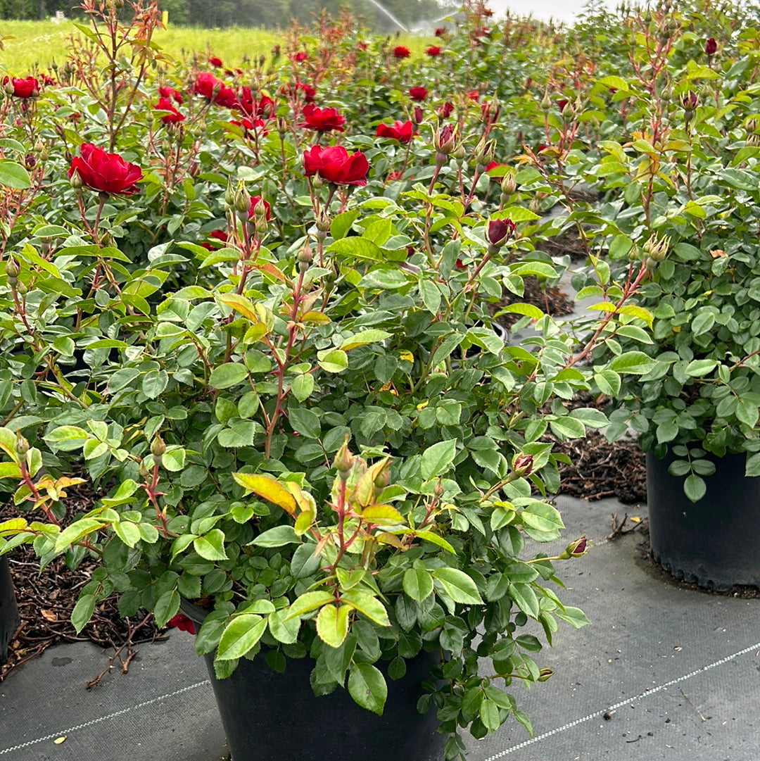 house rose plant Rose Brick House®