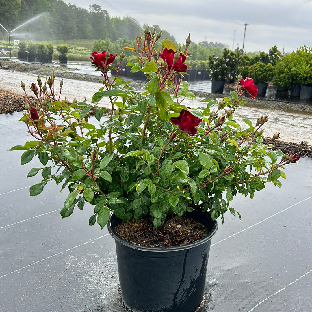 Brick House Rose with abundant dark red flowers