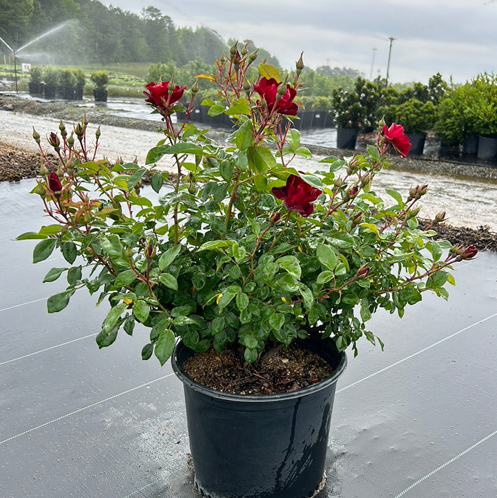 Brick House Rose with abundant dark red flowers