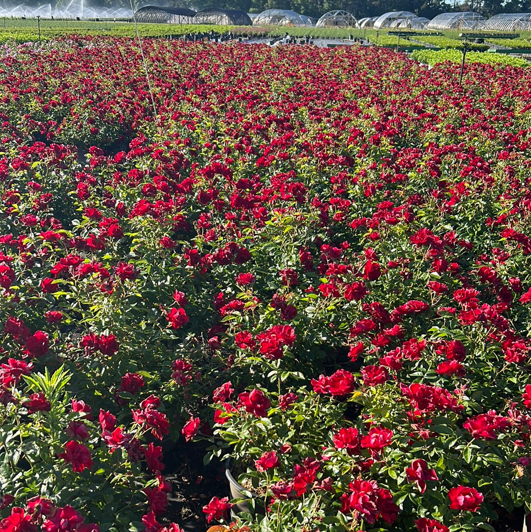 Brick House Rose with abundant dark red flowers