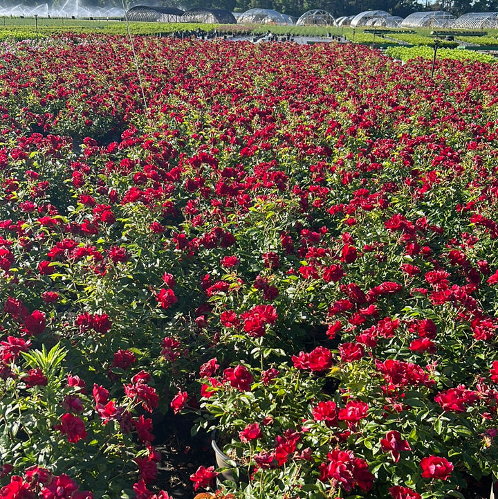 Brick House Rose with abundant dark red flowers