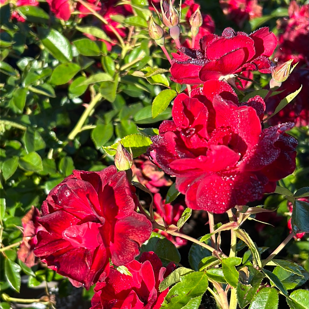 Brick House Rose with abundant dark red flowers