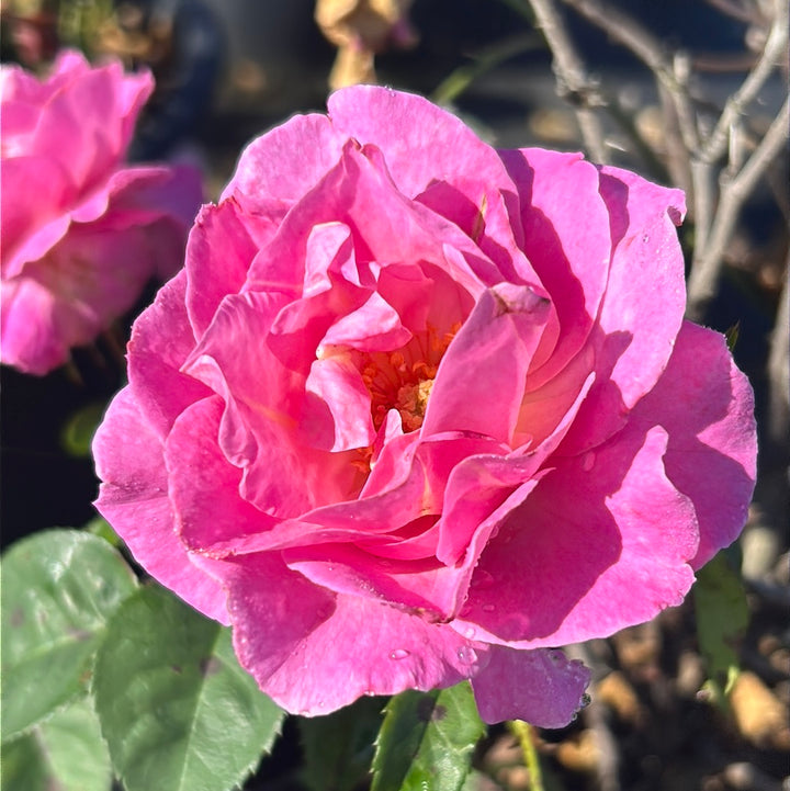Brindabella First Lady Rose with lavender pink double flowers