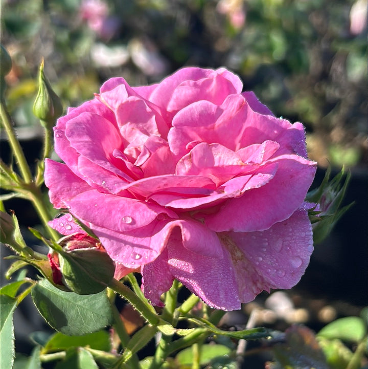Brindabella First Lady Rose with lavender pink double flowers