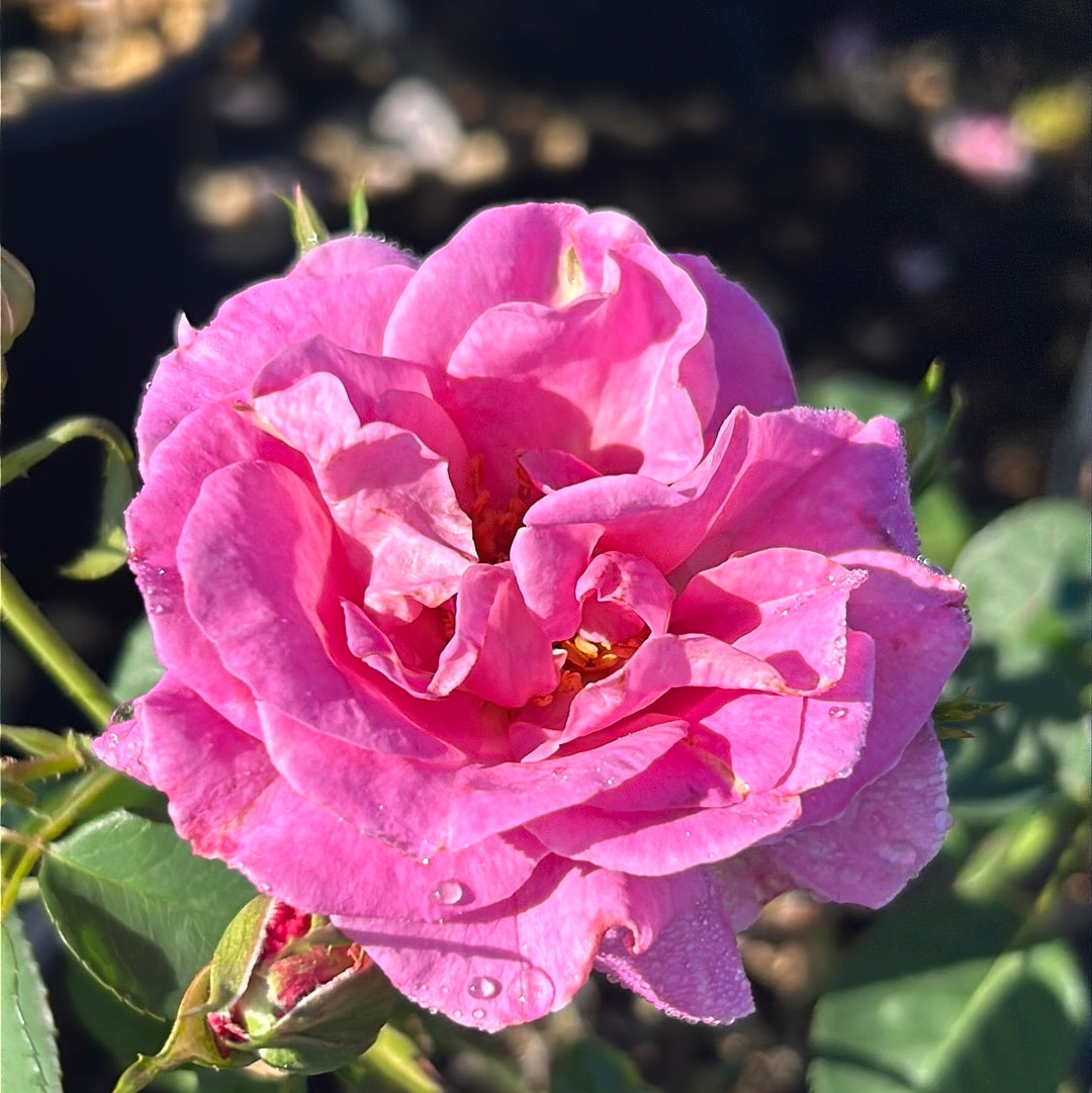 Brindabella First Lady Rose with lavender pink double flowers