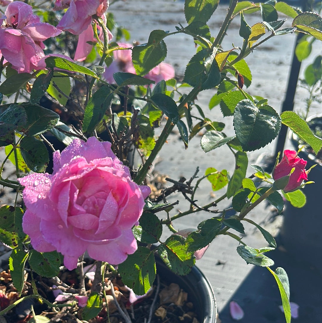 Brindabella First Lady Rose with lavender pink double flowers