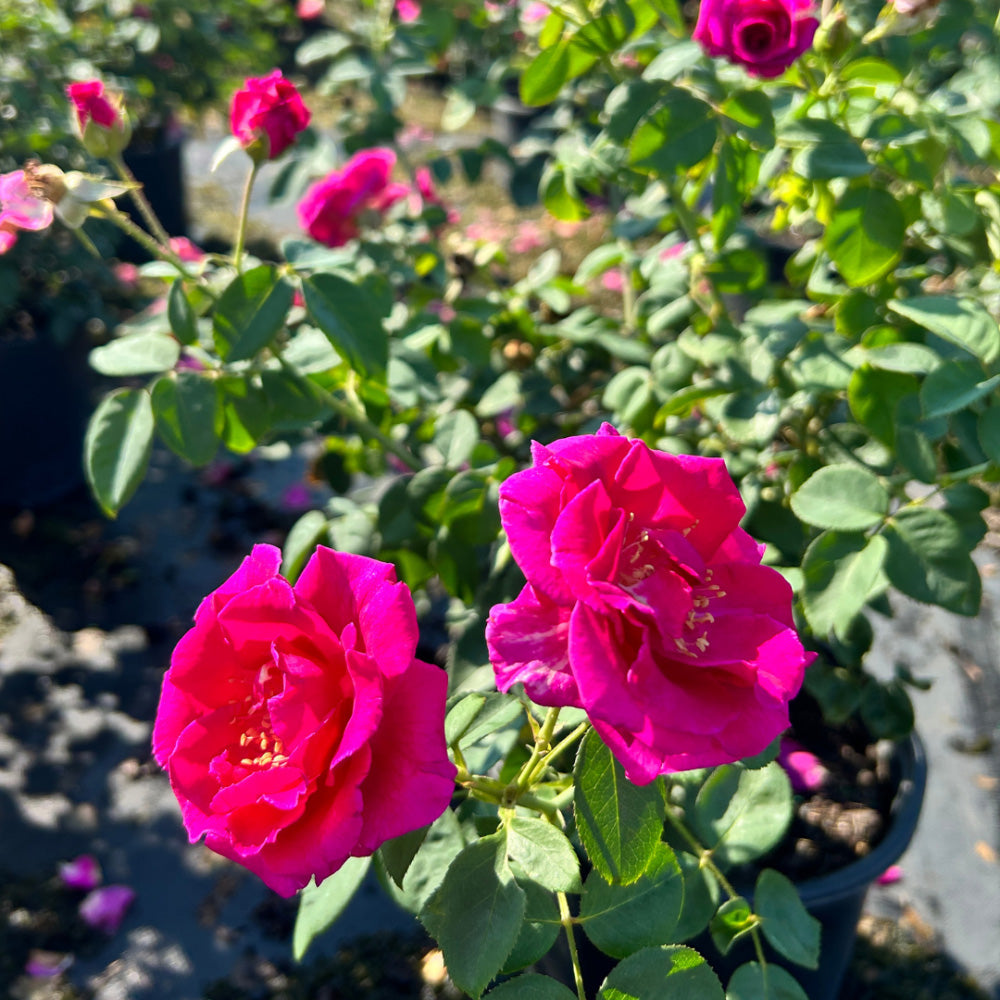 Brindabella Purple Prince Rose with magenta lavender flowers