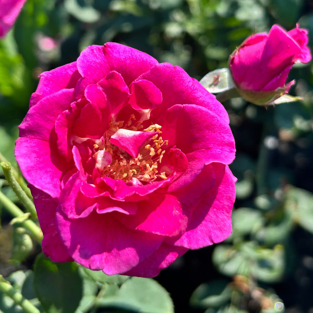 Brindabella Purple Prince Rose with magenta lavender flowers