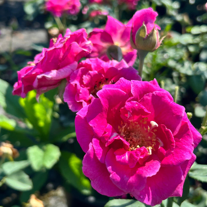 Brindabella Purple Prince Rose with magenta lavender flowers