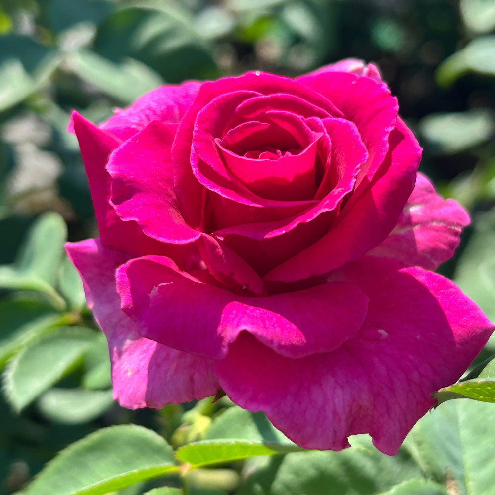 Brindabella Purple Prince Rose with magenta lavender flowers