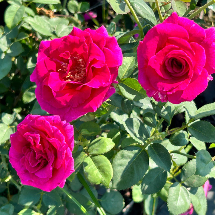 Brindabella Purple Prince Rose with magenta lavender flowers