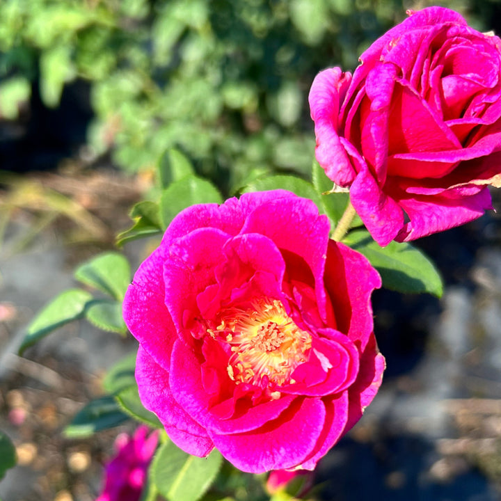 Brindabella Purple Prince Rose with magenta lavender flowers