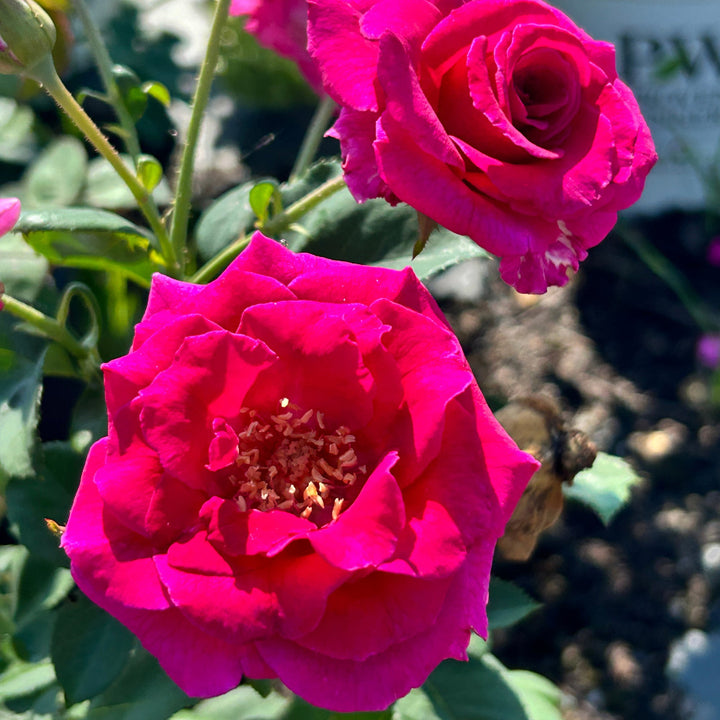 Brindabella Purple Prince Rose with magenta lavender flowers