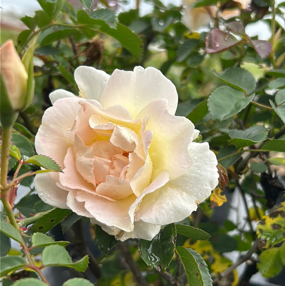 Brindabella Touch of Pink Rose with white flowers and pink centers