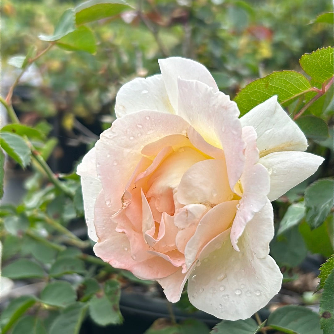 Brindabella Touch of Pink Rose with white flowers and pink centers