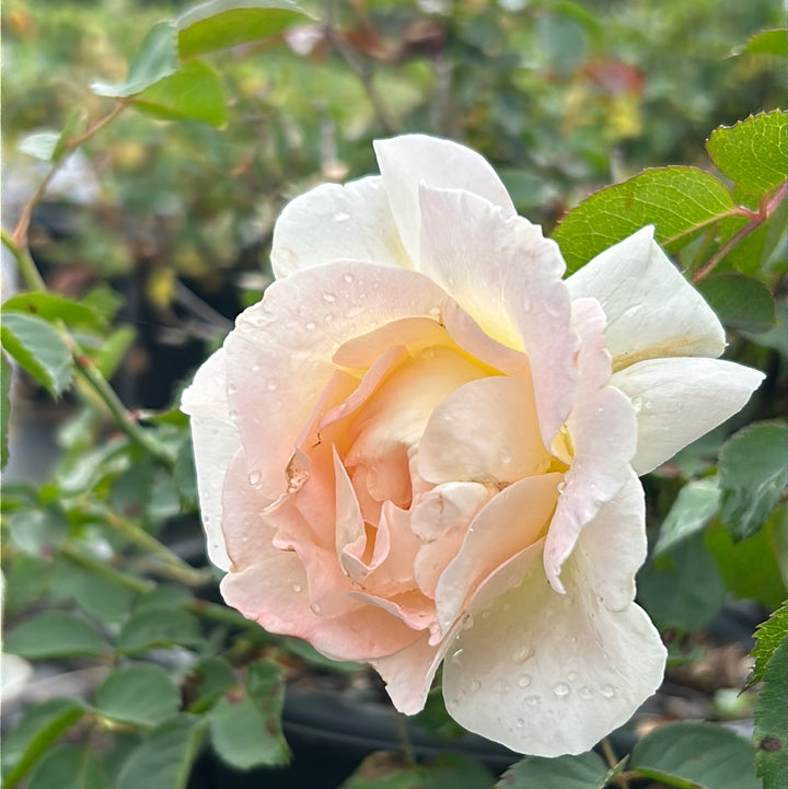 Brindabella Touch of Pink Rose with white flowers and pink centers