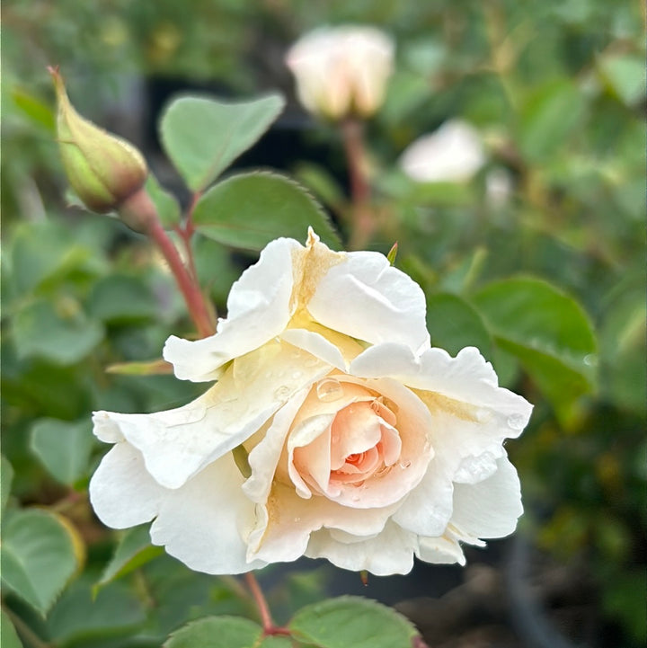 Brindabella Touch of Pink Rose with white flowers and pink centers