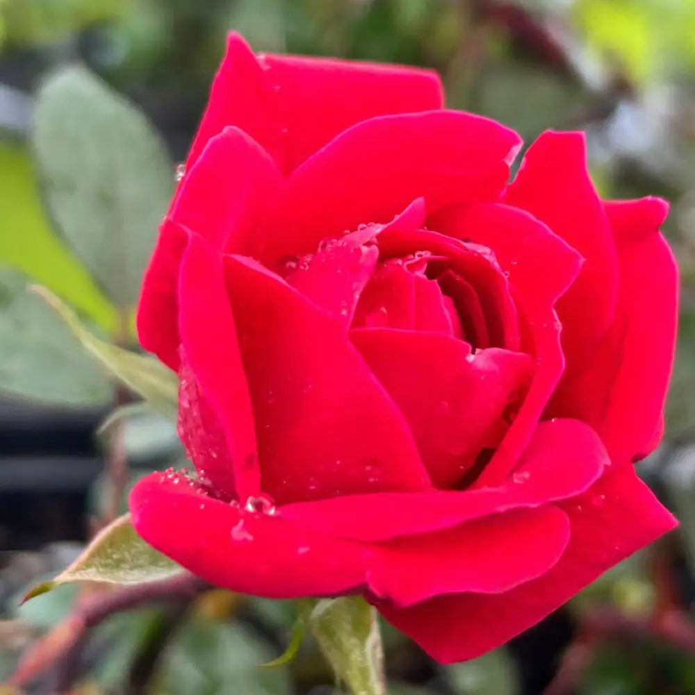 Double Knock Out Rose with large cherry red double flowers